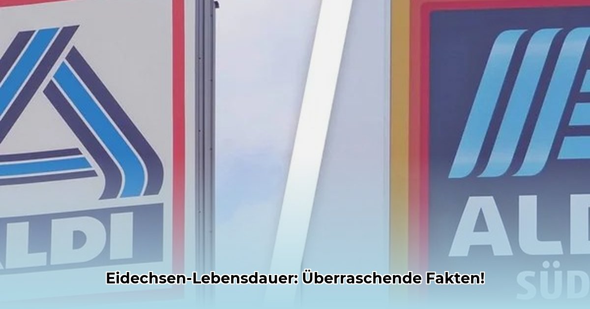 wie-alt-werden-eidechsen